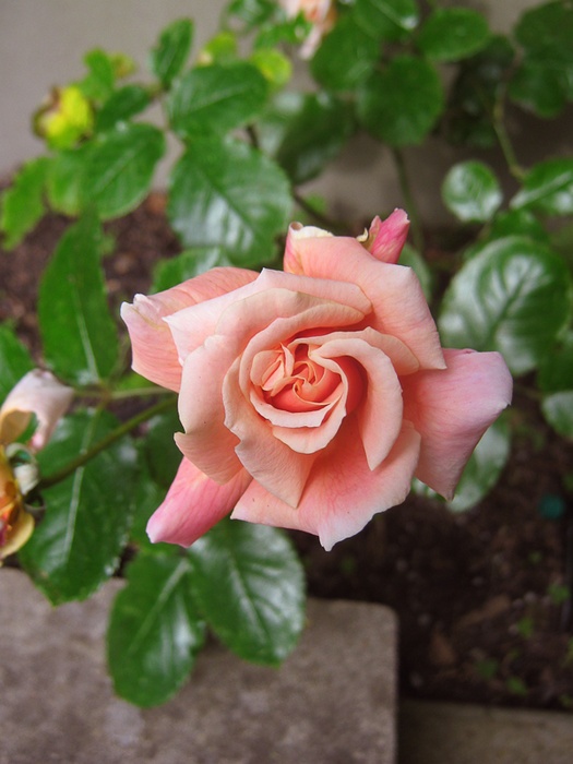 'Mab Grimwade' rose photo