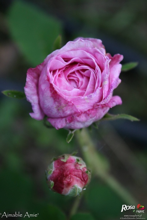 'Aimable Amie' rose photo