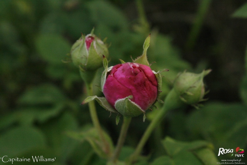 'Capitaine Williams' rose photo