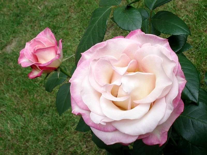 'Sweet Eureka' rose photo