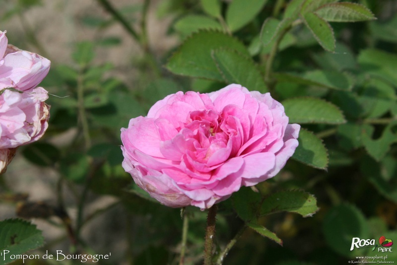 'Pompon de Bourgogne' rose photo