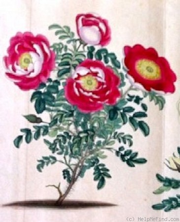 '<i>Rosa spinosissima bicolor</i> Andr.' rose photo