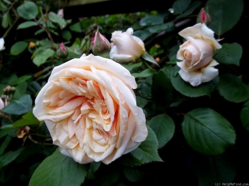 'Bouquet d'Or (noisette, Ducher, 1872)' rose photo