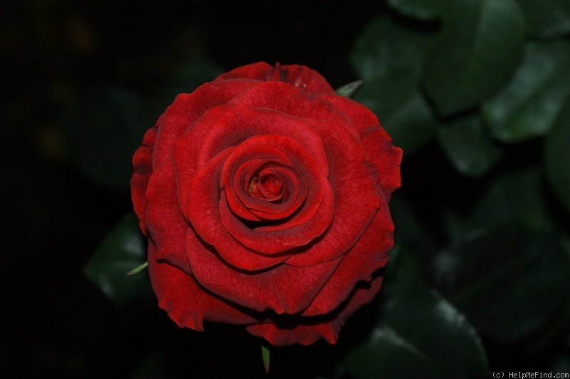 'Estelle ™ (hybrid tea, Olij 1997)' rose photo