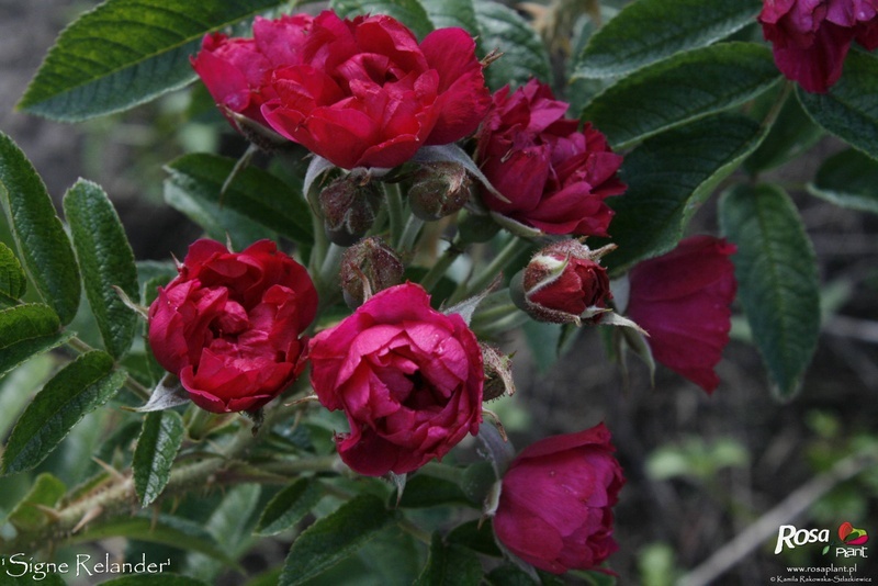 'Signe Relander' rose photo