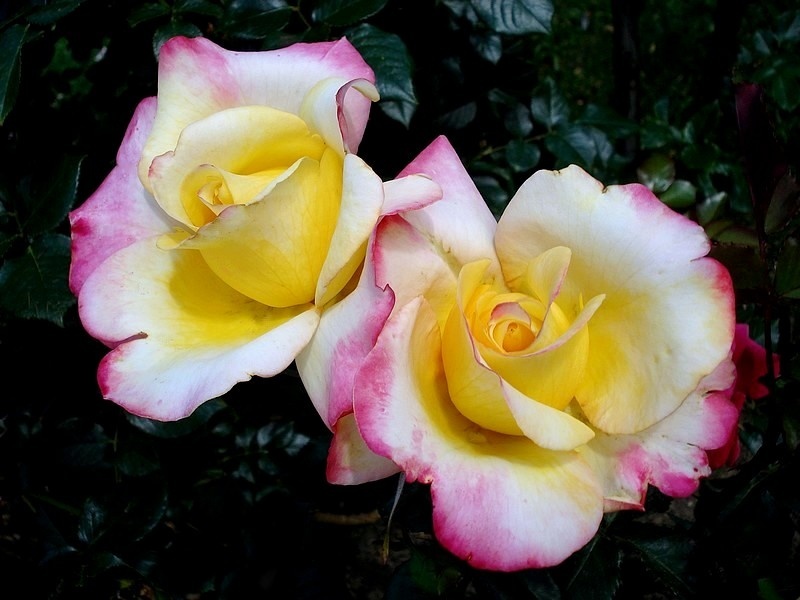 'Concours Lepine ®' rose photo