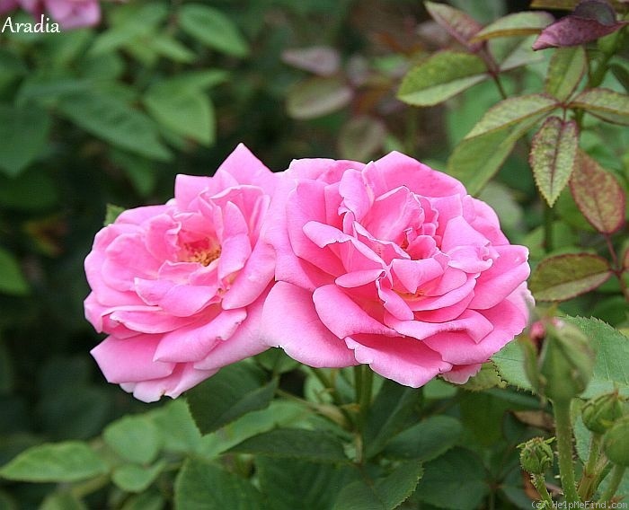'Arcadia' rose photo