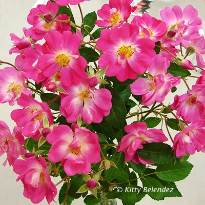 'Chatillon Rose' rose photo