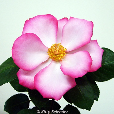 'Frankie' rose photo