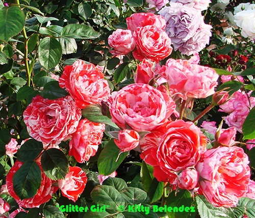 'Glitter Girl' rose photo