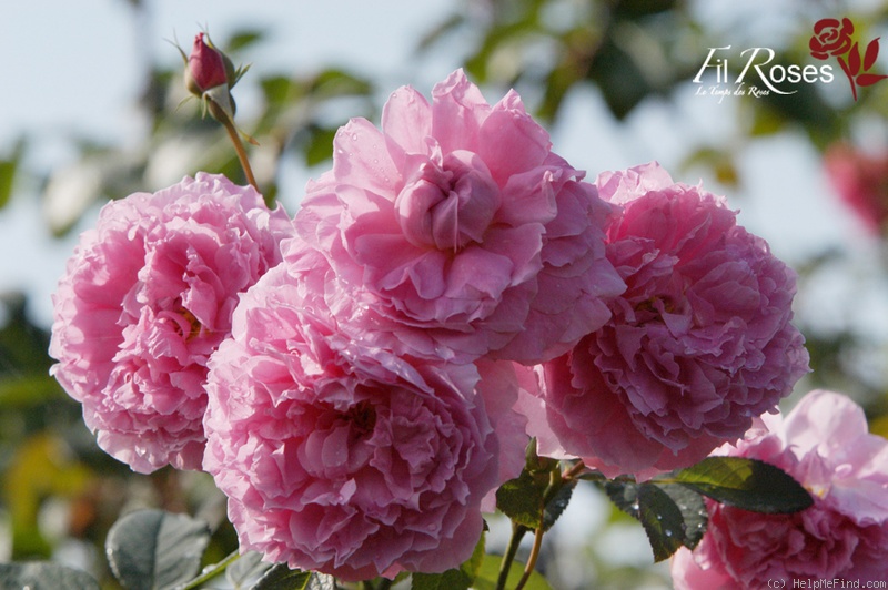 'The Mayflower' rose photo