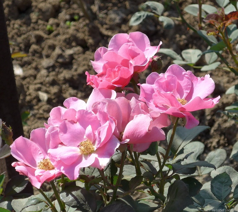 'Else Poulsen' rose photo