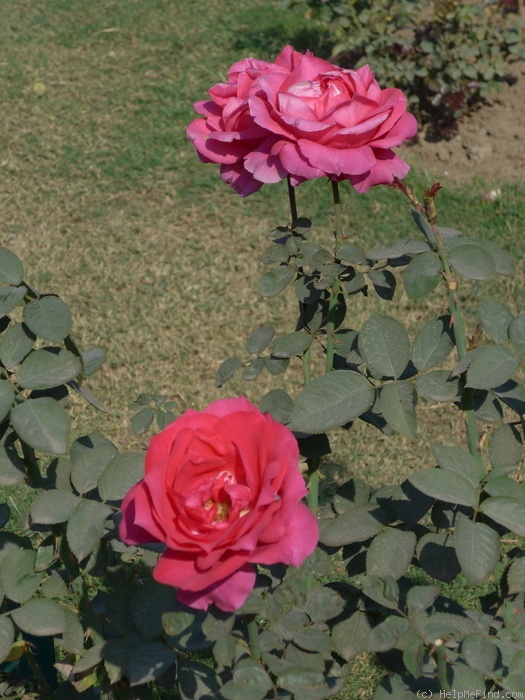'Lalima' rose photo