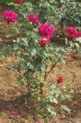 'Royal Canadian' rose photo
