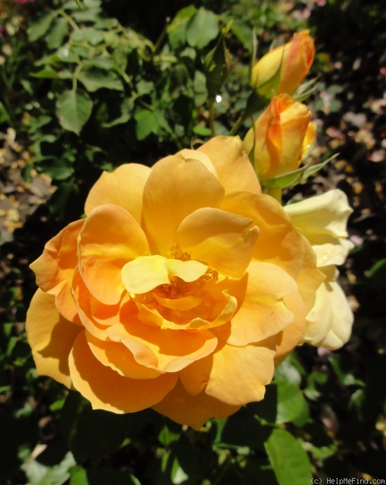 'Bernstein-Rose ® (floribunda, Evers/Tantau, 1987)' rose photo