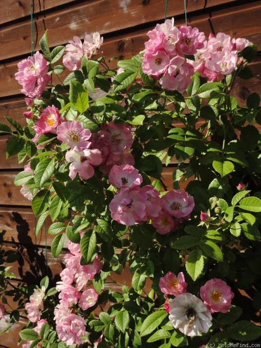 'Blush Rambler' rose photo