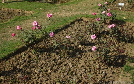 'Delhi Princess' rose photo