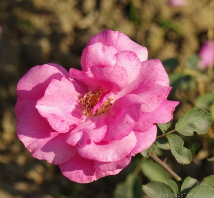 'Delhi Princess' rose photo