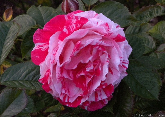 '22A-04' rose photo