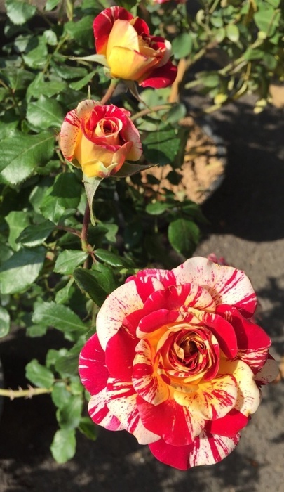 'Camille Pissarro ™' rose photo