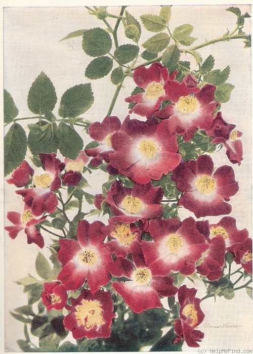 'Hiawatha' rose photo