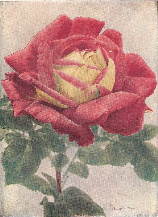 'Juliet (pernetiana, Easlea/W. Paul, 1906/10)' rose photo