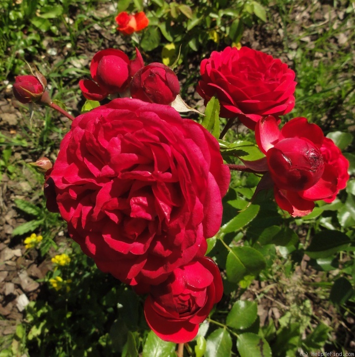 'Out of Rosenheim ®' rose photo