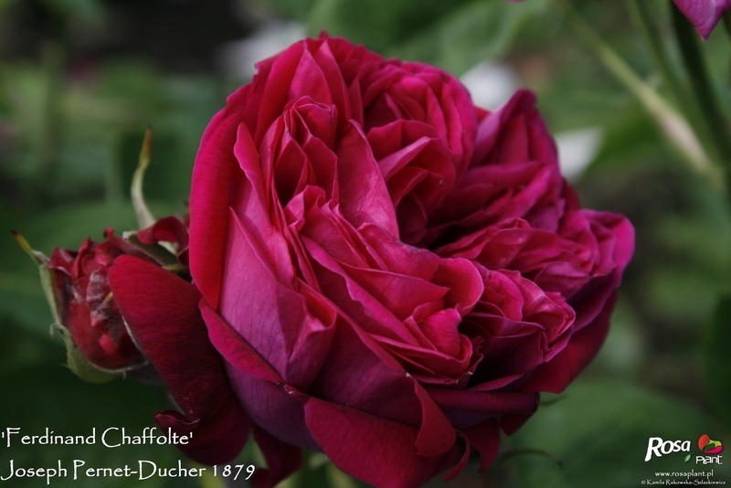'Ferdinand Chaffolte' rose photo
