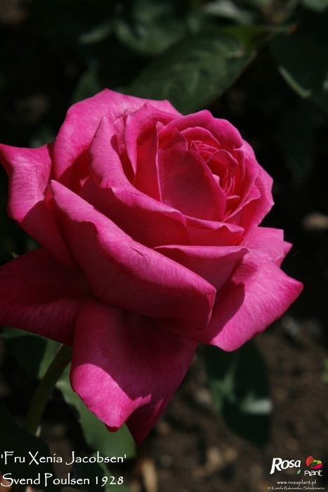 'Fru Xenia Jacobsen' rose photo