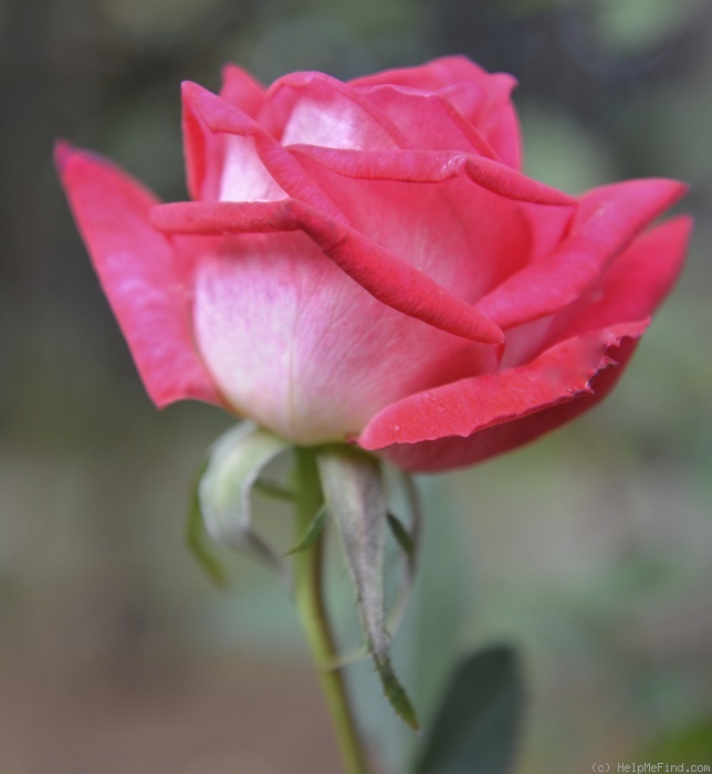 'Nottingham Lady' rose photo