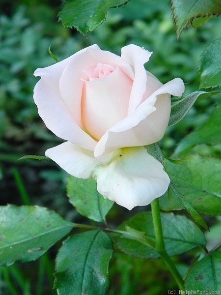 'Chandos Beauty' rose photo