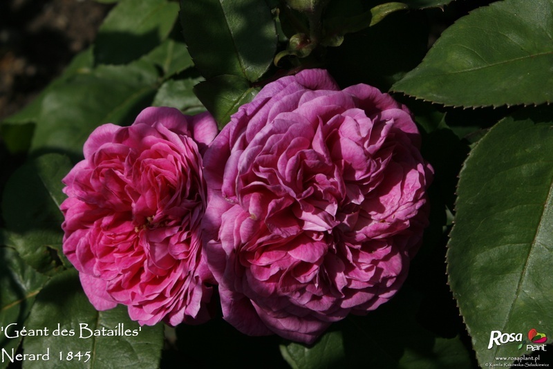 'Géant des Batailles' rose photo