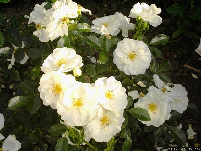 'Innocencia ™ (floribunda, Kordes, 2002)' rose photo