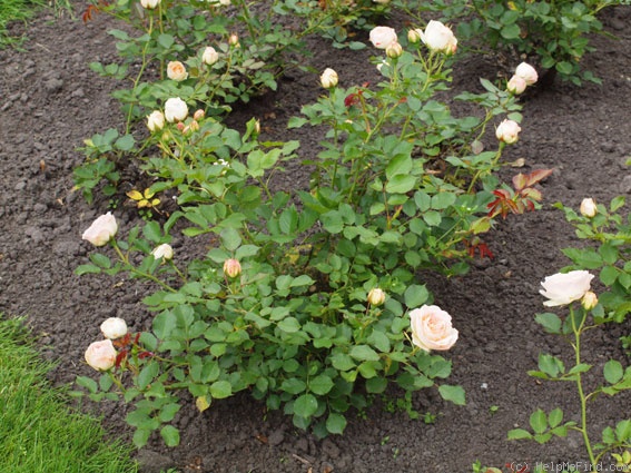 'Pastella ® (floribunda, Evers/Tantau, 1998)' rose photo