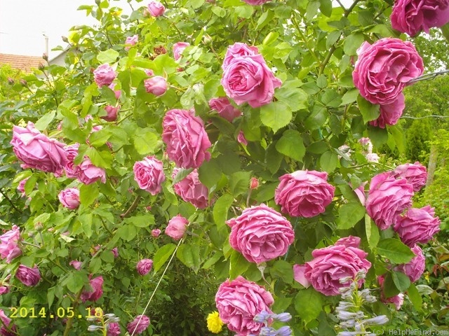 'Madame Isaac Pereire (Bourbon, Garcon, 1876)' rose photo