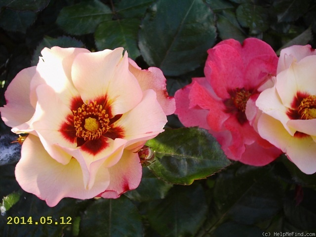 'Alissar, Princess of Phoenicia' rose photo