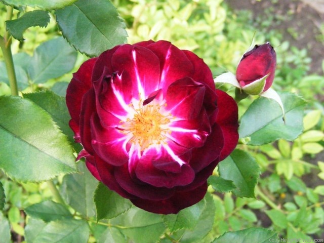 'Royal Celebration' rose photo