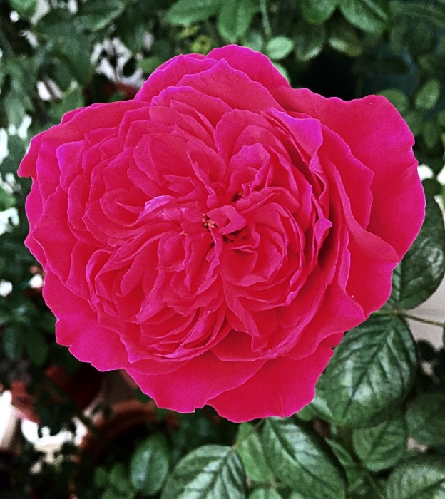 'Rouge Royale ®' rose photo