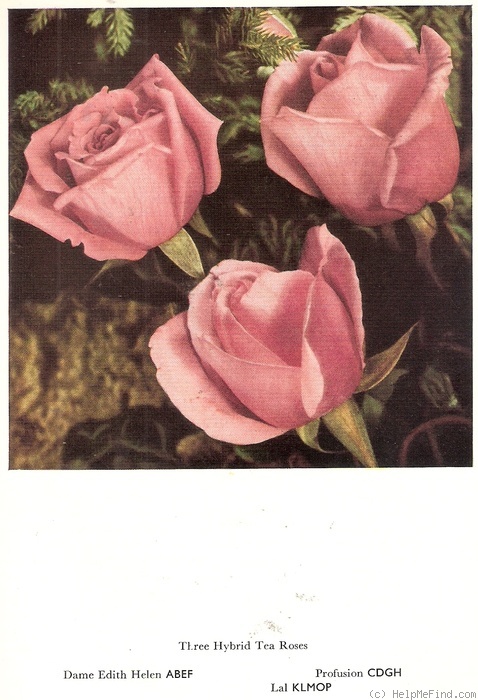 'Profusion (hybrid tea, Dickson, 1939)' rose photo