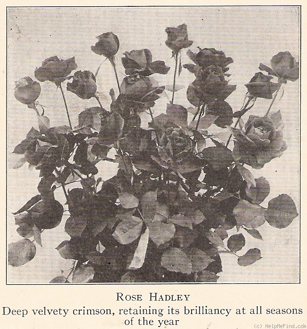 'Hadley' rose photo