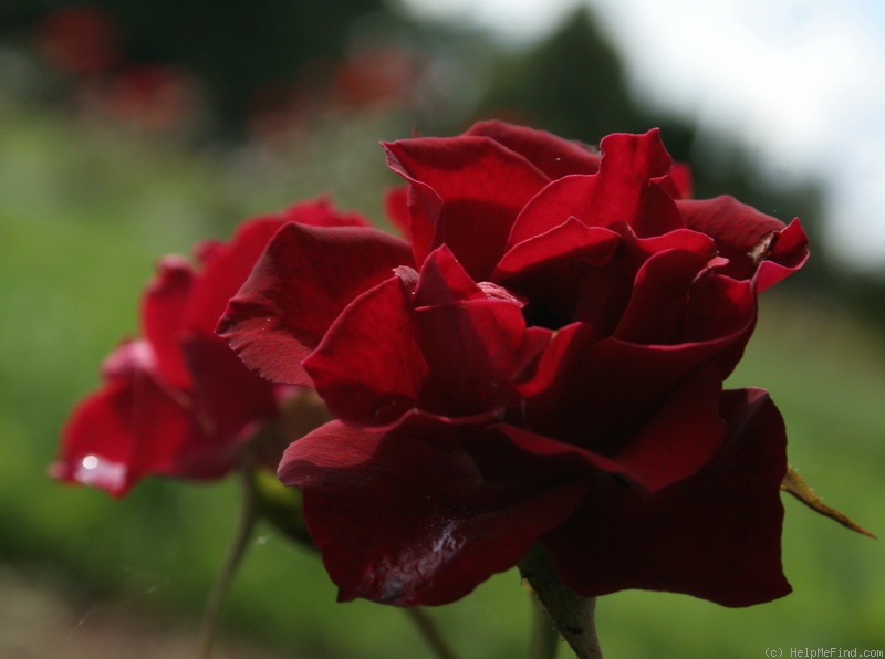 'Bordeaux Mikado ®' rose photo