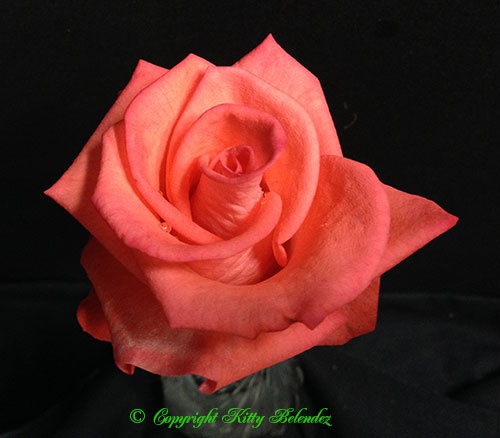 'Dr Monica Valentovic' rose photo