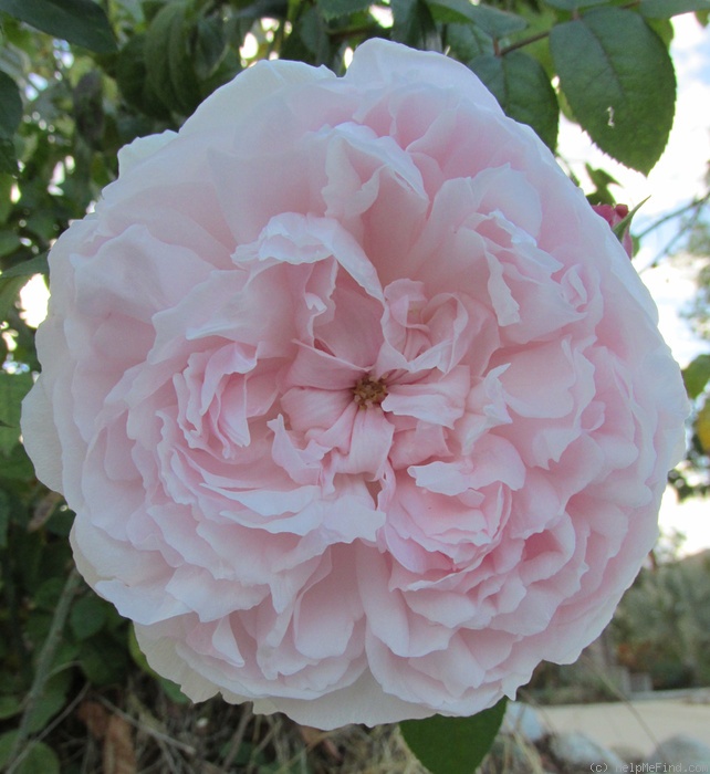 'Eglantyne' rose photo