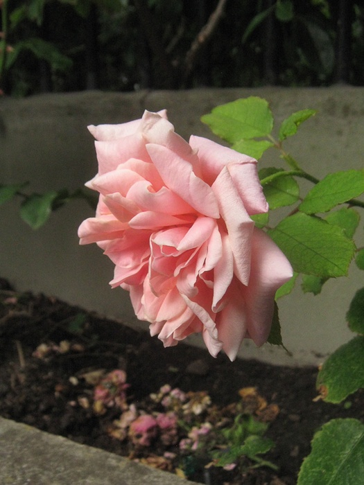 'Mab Grimwade' rose photo