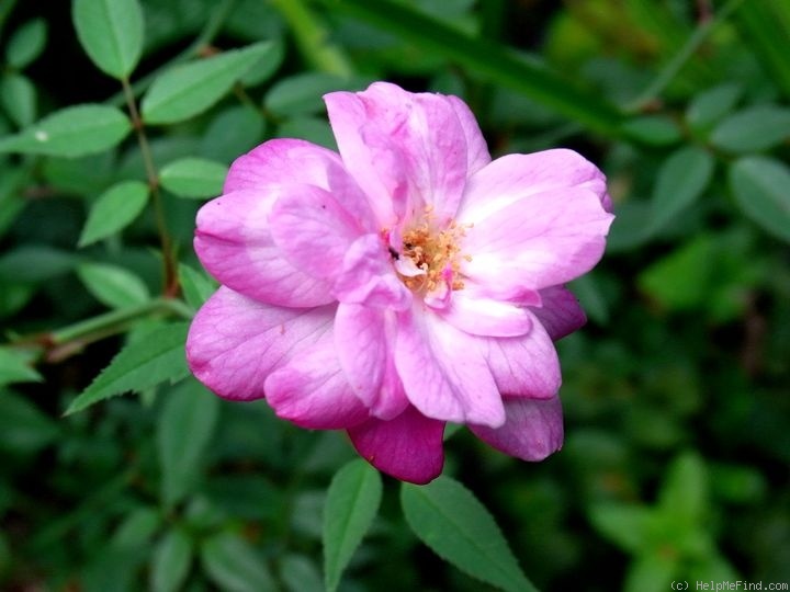 '<i>Rosa rouletii</i> Correvon' rose photo