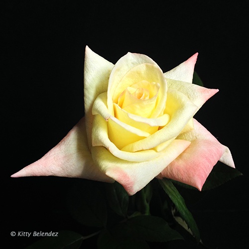 'Anne Morrow Lindbergh' rose photo