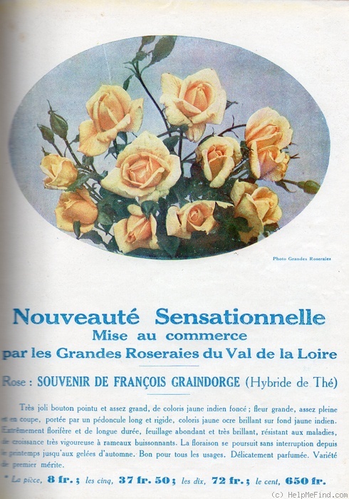 'Souvenir de François Graindorge' rose photo