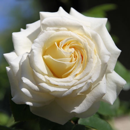 'Gertrud Fehrle' rose photo