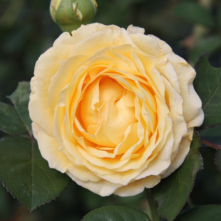'Gertrud Fehrle' rose photo