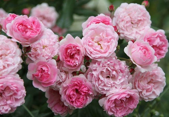 'Brentano-Rose' rose photo